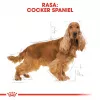Royal Canin Cocker Adult sausā barība suņiem, 12 kg