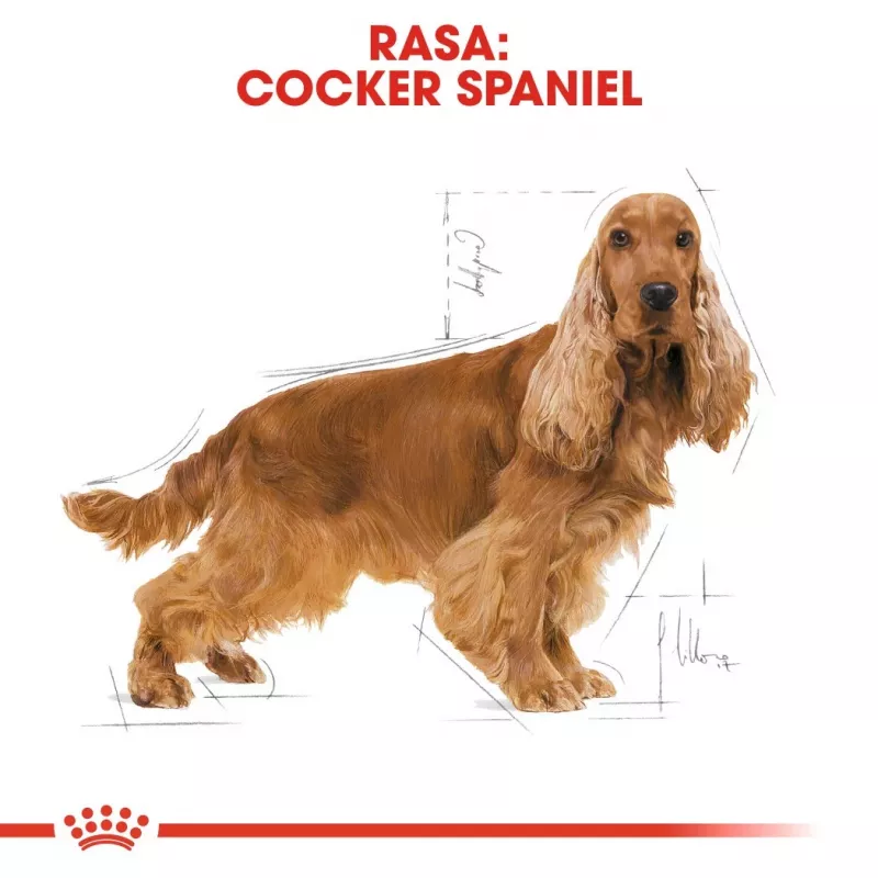 Royal Canin Cocker Adult sausā barība suņiem, 12 kg