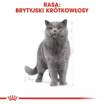 Sausā kaķu barība Royal Canin British Shorthair Adult 2 kg — mājputnu gaļa, 34% olbaltumvielu, 19% tauku