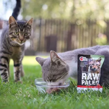 Mitrā kaķu barība VETEXPERT RAW PALEO Adult Sterilised Beef 100 g paciņa, monoproteīna, 78% mitrums