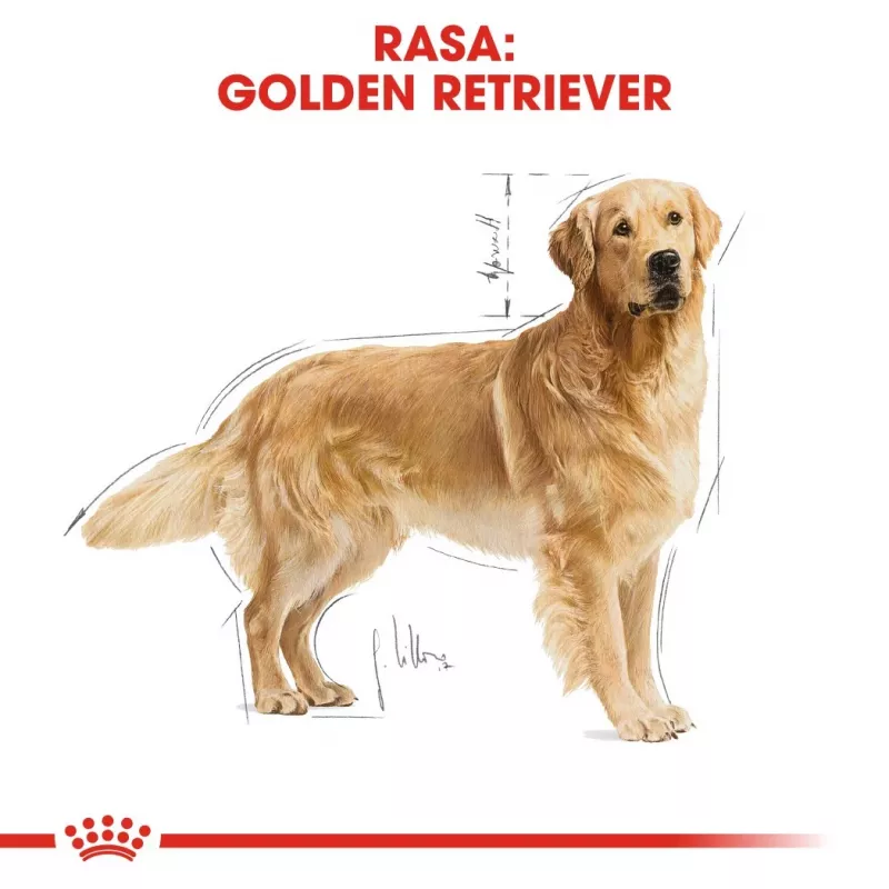 ROYAL CANIN BHN Golden Retriever sausā suņu barība - 12kg