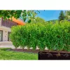 Gardena 13504-20 dārza šļūtene 50 m pazemē Melna