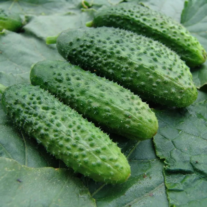 Sēklu lente Apte Cucumber Reja F1 gurķis 6 m ar lēnas iedarbības mēslojumu Platnacote, vidēji agra šķirne