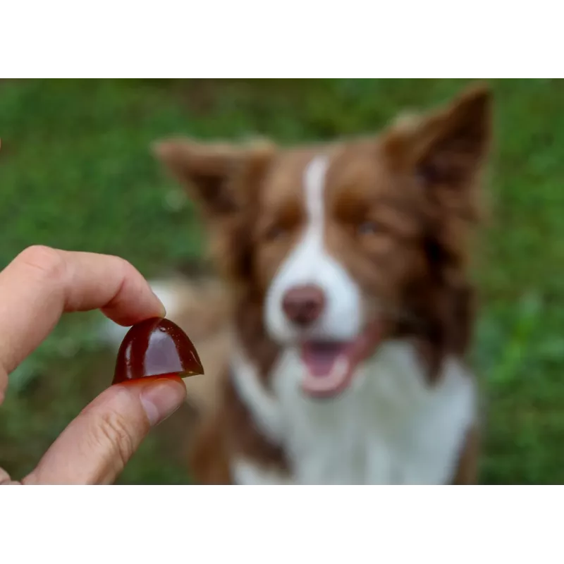 GELOREN Large dog Joints - suņu vitamīni - 420 g