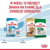 Sausā suņu barība Royal Canin Mini Puppy 2 kg — mazas šķirnes, vista, 31% olbaltumvielu