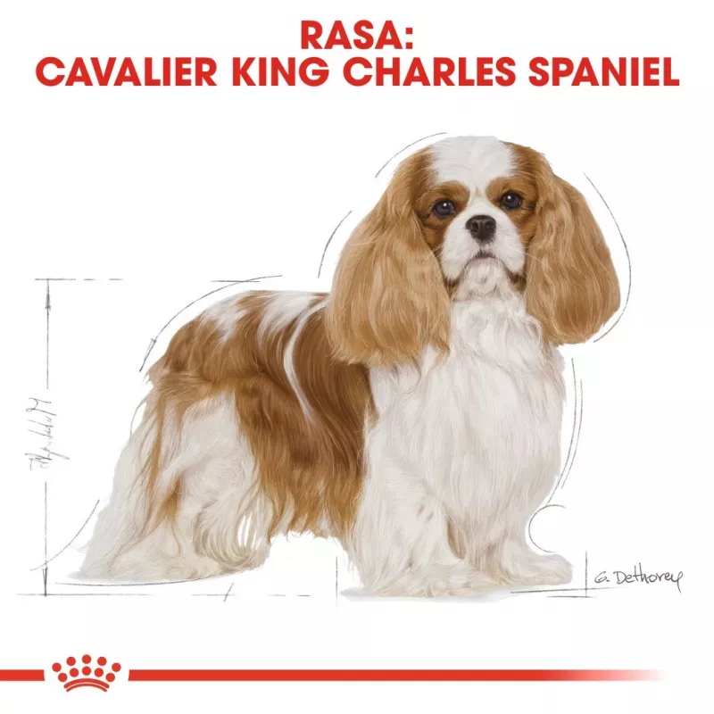 Sausā suņu barība Royal Canin Cavalier King Charles Adult 1.5 kg — Vistas gaļa, mazās šķirnes, āda un apmatojums, sirds atbalsts