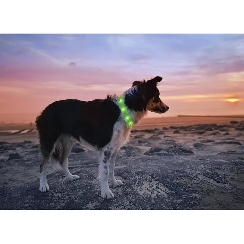 LED kakla siksna Anicoll zaļa suņiem un kaķiem Modelis uzlādējams apgaismojums