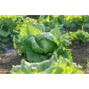 Dārza salātu 'Crisp Ice Lettuce Summer Toraf' sēklas, 1 g iepakojumā