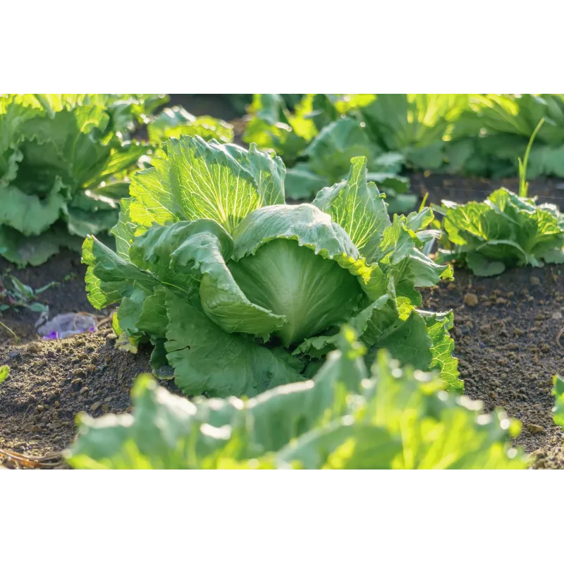 Dārza salātu 'Crisp Ice Lettuce Summer Toraf' sēklas, 1 g iepakojumā