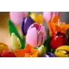 LEGO BOTANICALS 11501 Tulipu pušķis