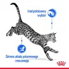 Mitrā kaķu barība Royal Canin Indoor Sterilized 85 g paciņa — pieaugušiem kastrētiem iekštelpu kaķiem, mājputnu garšas, iepakojumā 12 x 85 g