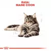 ROYAL CANIN FBN Maine Coon - Kaķu mitrā barība - paciņa 12x 85g