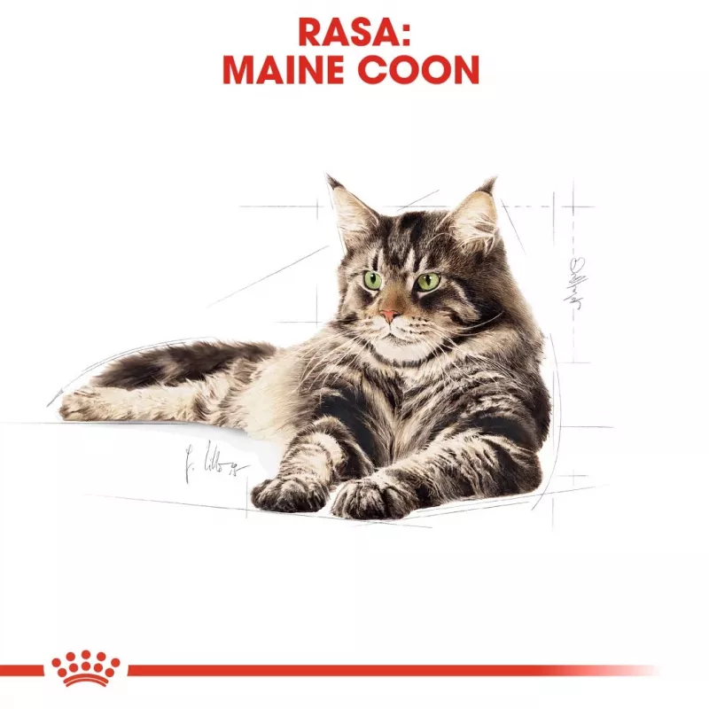 ROYAL CANIN FBN Maine Coon - Kaķu mitrā barība - paciņa 12x 85g