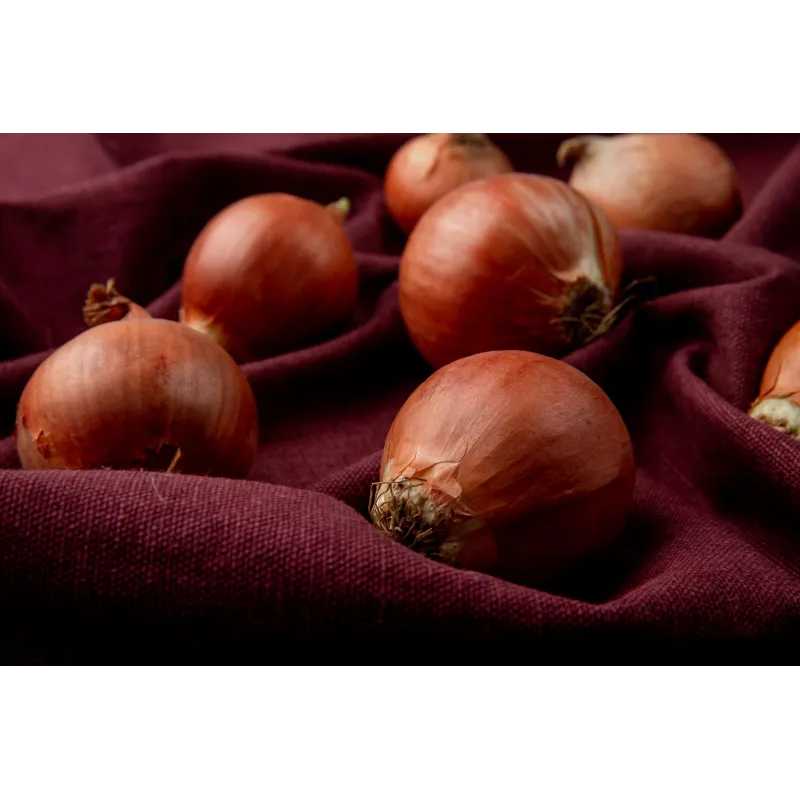 Wolska Onion Toraf dārzeņu sēklas, 5g iepakojums