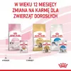 Mitrā kaķēnu barība Royal Canin Kitten Jelly 85 g — vistas garša, 85 g paciņa, 12 gab.