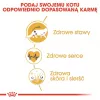 Sausā kaķu barība Royal Canin Maine Coon Adult 10 kg — mājputnu gaļa (vista), 31% olbaltumvielu, 20% tauku