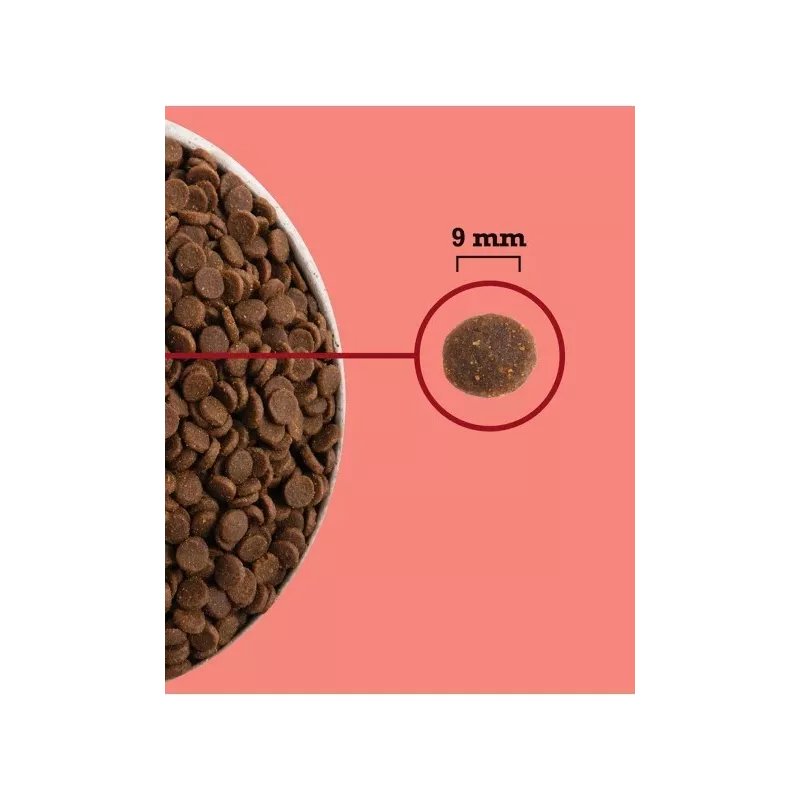 ACANA Highest Protein iekštelpu Cat - sausā kaķu barība - 1,8kg