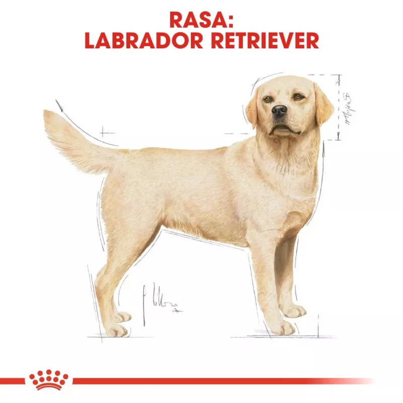Royal Canin BHN Labrador Adult sausā suņu barība, 12 kg