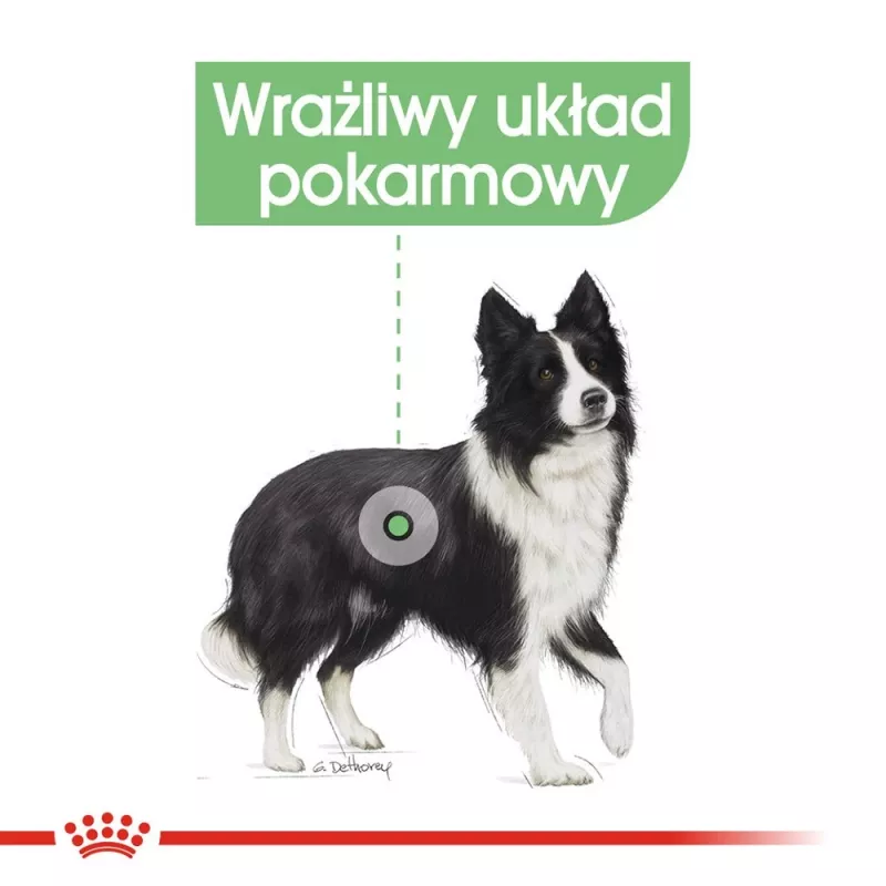 ROYAL CANIN CCN Medium Digestive Care - sausa suņu barība - 3 kg