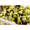 Melnās saulespuķu sēklas PNOS diedzēšanai, 20 g iepakojums