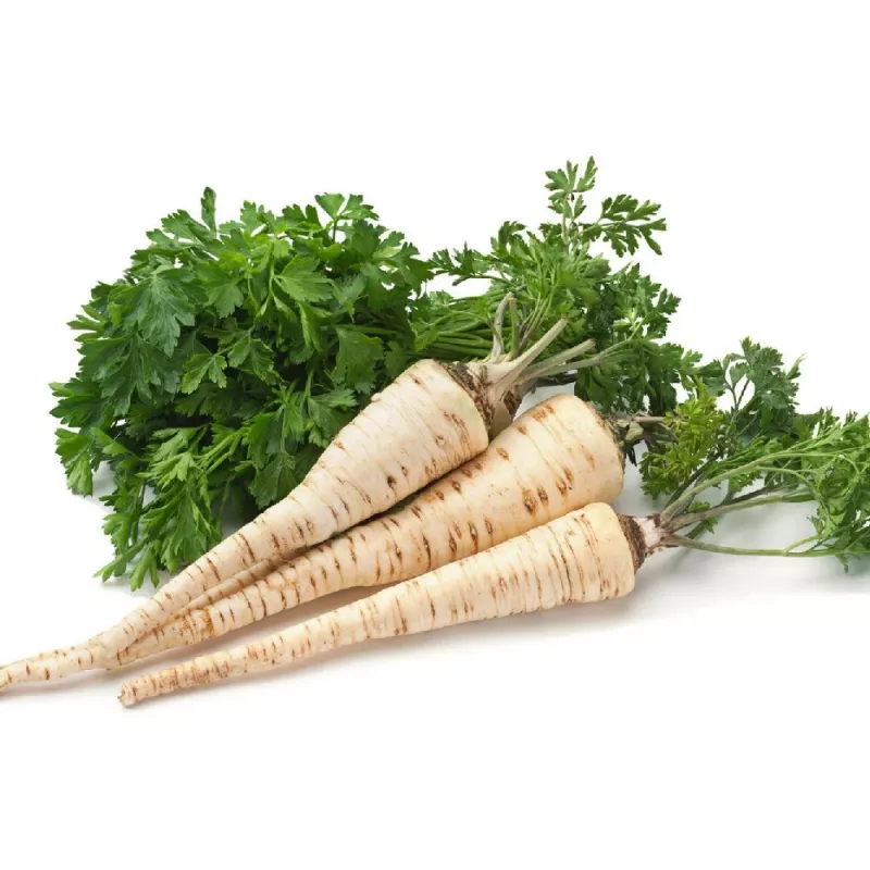 Apte Parsley Half-Long lente 6m — pētersīļu šķirne, vēlīna, augstražīga