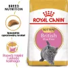 Sausā kaķu barība Royal Canin British Shorthair Kitten 2 kg – vista, 38% olbaltumvielu, 20% tauku, augšanas formula