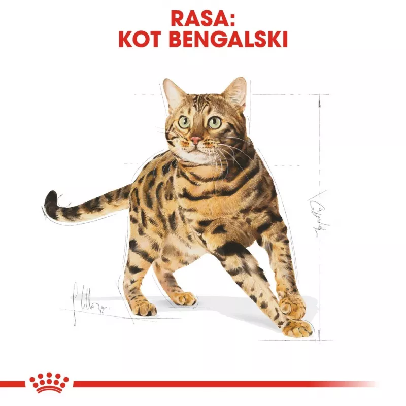 Sausā kaķu barība Royal Canin Bengal Adult 10 kg — vista, 40% olbaltumvielu, 18% tauku