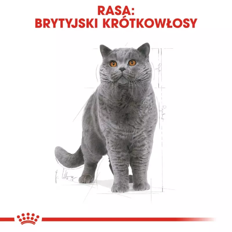 Sausā kaķu barība Royal Canin British Shorthair Adult 10 kg — mājputnu gaļa, olbaltumvielas 34%, tauki 19%