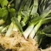 Seeds Seklos LT Puravs Starozagorski Kamień — dārzeņu sēklas, iepakojums 1 g