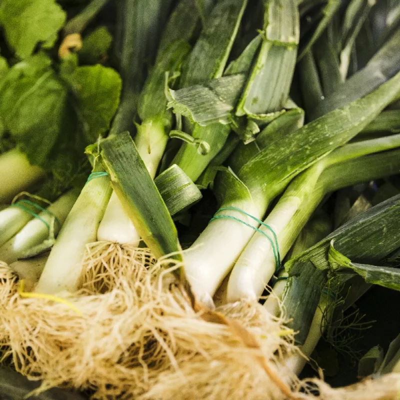 Seeds Seklos LT Puravs Starozagorski Kamień — dārzeņu sēklas, iepakojums 1 g