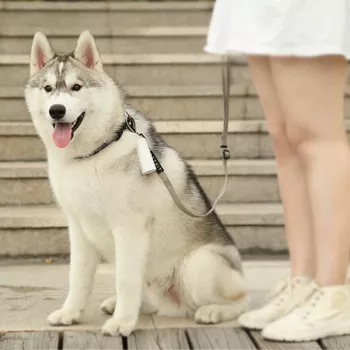 PETKIT suņu ekskrementu maisiņi