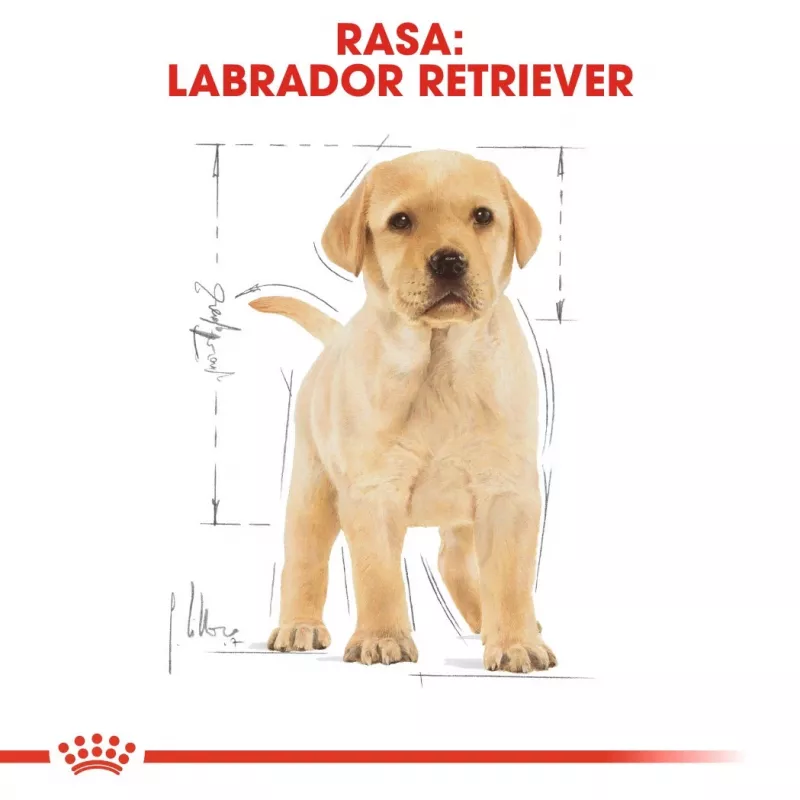 ROYAL CANIN SHN Breed Labrador Junior sausā suņu barība - 12 kg