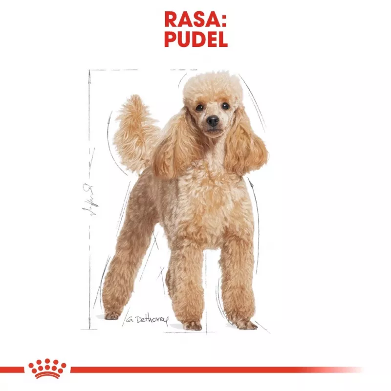 Sausā suņu barība Royal Canin Poodle Adult 1,5 kg — vista, 30% olbaltumvielas, 19% tauki