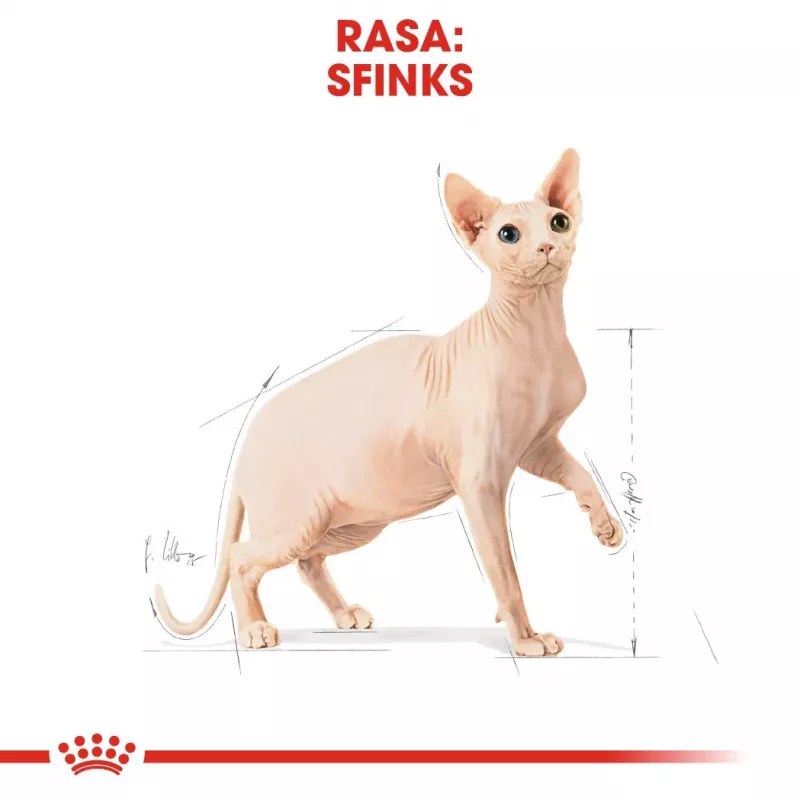Sausā kaķu barība Royal Canin Sphynx Adult 2 kg — cūkgaļas garša, 33% olbaltumvielu, 23% tauku