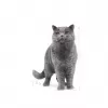 Sausā kaķu barība Royal Canin British Shorthair Adult 10 kg — mājputnu gaļa, olbaltumvielas 34%, tauki 19%