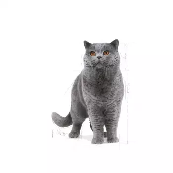 Sausā kaķu barība Royal Canin British Shorthair Adult 10 kg — mājputnu gaļa, olbaltumvielas 34%, tauki 19%
