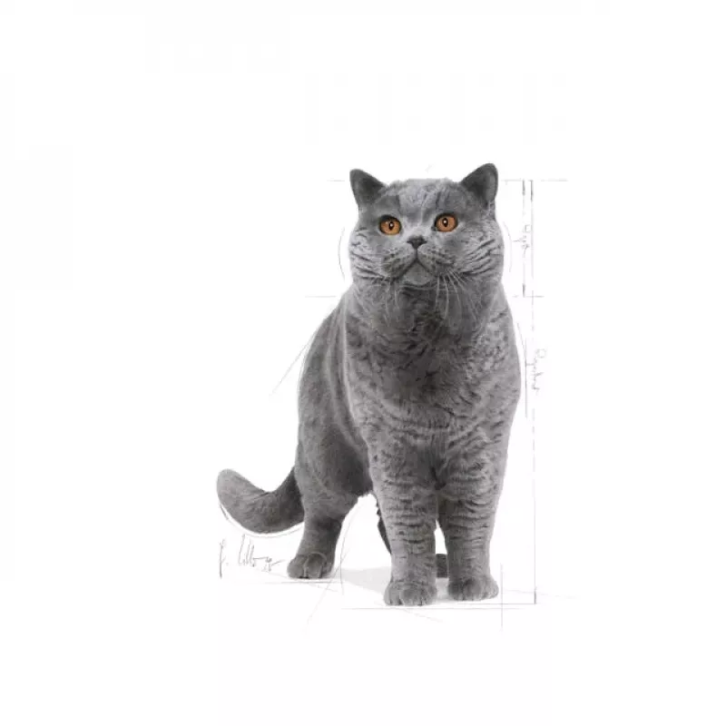 Sausā kaķu barība Royal Canin British Shorthair Adult 10 kg — mājputnu gaļa, olbaltumvielas 34%, tauki 19%