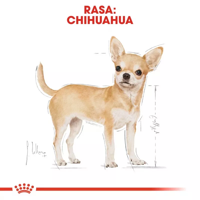 Sausā suņu barība Royal Canin Chihuahua Adult 1.5 kg — vista, 28% olbaltumvielu, mazo/īpaši mazo šķirņu suņiem