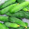 Sēklu lente Apte Cucumber Reja F1 gurķis 6 m ar lēnas iedarbības mēslojumu Platnacote, vidēji agra šķirne