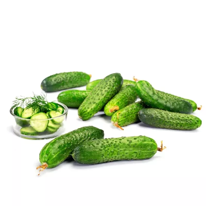Sēklu lente Apte Cucumber Reja F1 gurķis 6 m ar lēnas iedarbības mēslojumu Platnacote, vidēji agra šķirne