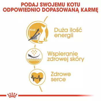 Sausā kaķu barība Royal Canin Sphynx Adult 2 kg — cūkgaļas garša, 33% olbaltumvielu, 23% tauku