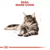 Sausā kaķu barība Royal Canin Maine Coon Adult 10 kg — mājputnu gaļa (vista), 31% olbaltumvielu, 20% tauku