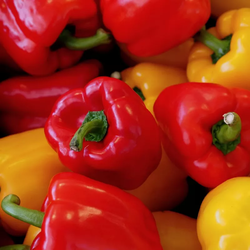 Sēklu paciņa Seklos LT Paprika Jolanta 0,5 g – saldo piparu sēklas audzēšanai