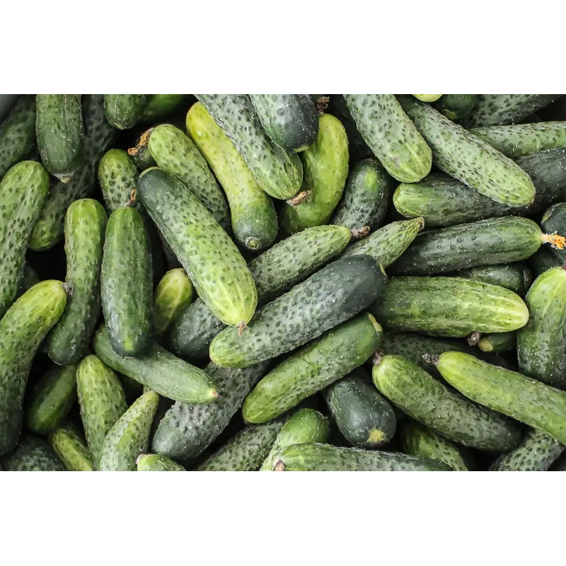 Wisconsin Cucumber SMR 58 Toraf dārzeņu sēklas, 5g iepakojums
