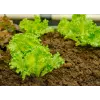Dārza salātu 'Crisp Ice Lettuce Summer Toraf' sēklas, 1 g iepakojumā