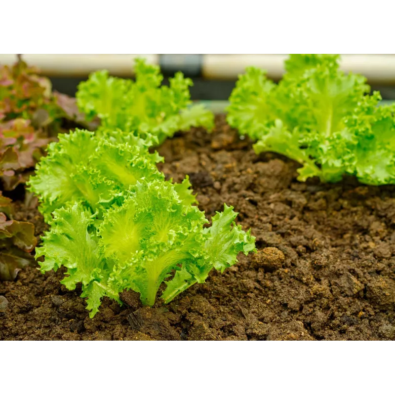 Dārza salātu 'Crisp Ice Lettuce Summer Toraf' sēklas, 1 g iepakojumā