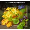 Hisense 55 collu S7NQTUK Canvas TV ar Freely un ArtMode
