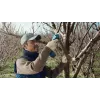 Bosch Pro Pruner Professional bezvada zāles šķēres 2,5 cm 12 V litija jonu (Li-Ion) zila