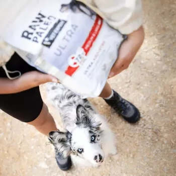 Sausā suņu barība VETEXPERT RAW PALEO Ultra Mini Adult Beef 2 kg — pilnvērtīga sausā barība pieaugušiem mazo šķirņu suņiem, 28,5% olbaltumvielu, 16% tauku