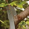 Dārza mačete Fiskars 1051236 no nerūsējošā tērauda oranžs rokturis